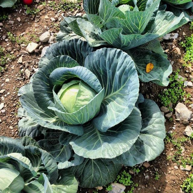 卷心菜 植物 农业 蔬菜 叶 种植 农场 成长 土壤 自然