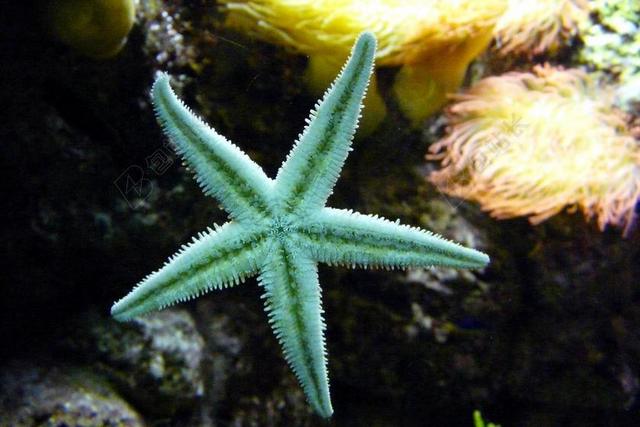 海星 海洋动物 水族馆 棘皮动物