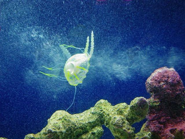 海蜇 蓝色 水族馆 动物 生物 水下 海洋 水