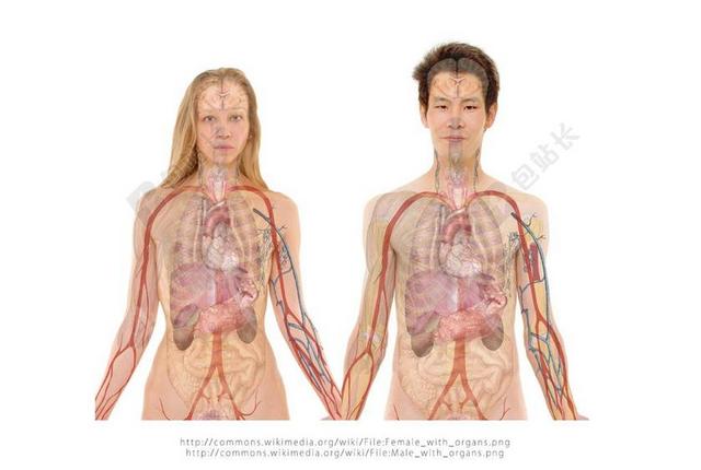 医学男人和女人身体结构透视背景图片