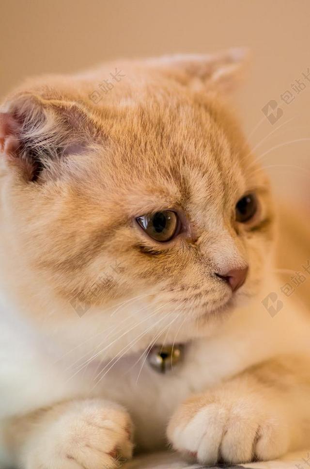 PPT背景 猫 宠物