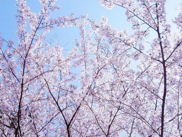 鲜花 樱桃 春天的花朵 吉野樱花树 日本
