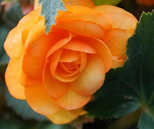 海棠 开花 橙 花园 花 橙色的花朵 关闭