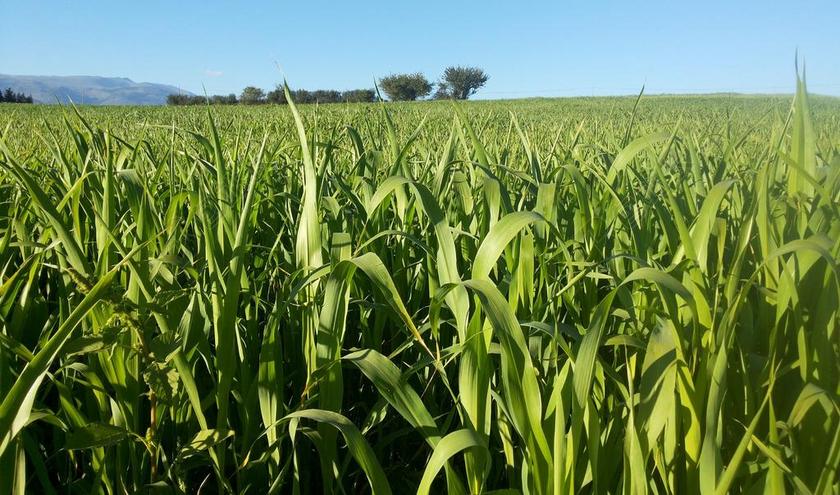 字段 玉米 收获 夏天 绿色 景观 地平线 性质 植物