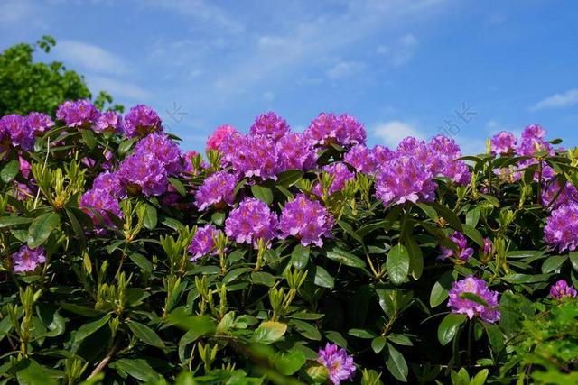 鲜花 杜鹃 布什 FRüHLINGSANFANG 杜鹃花 装饰