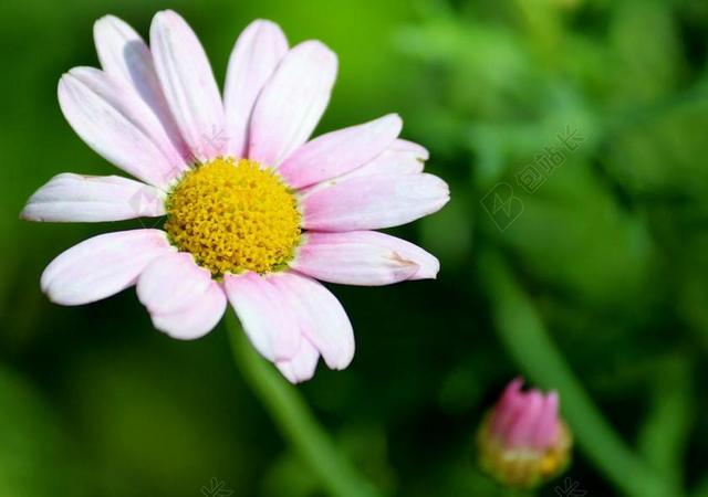 户外野草野花雏菊盛开背景图片