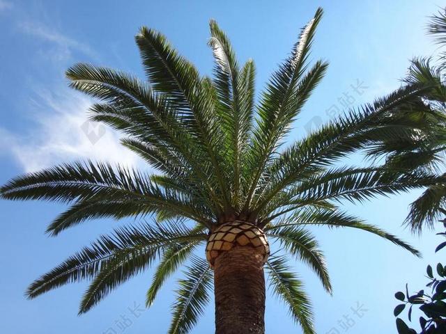 棕榈树 蓝色的天空 蓝色 天空 棕榈 景观 放松