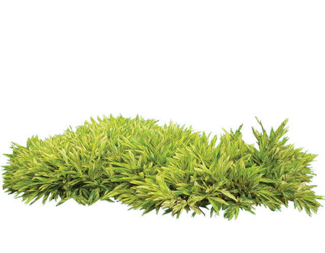 植物 树 森林 树叶