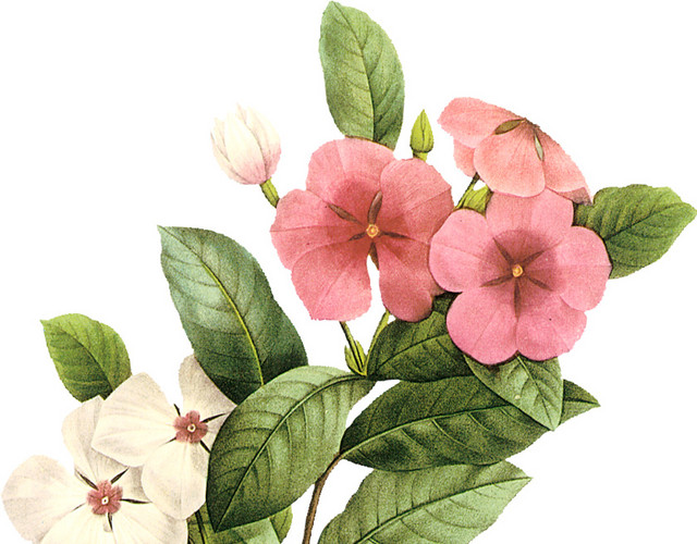 手绘花