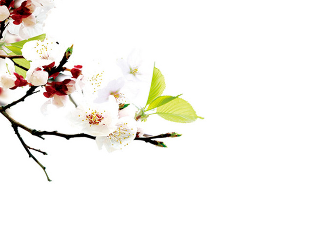 桃花梨花