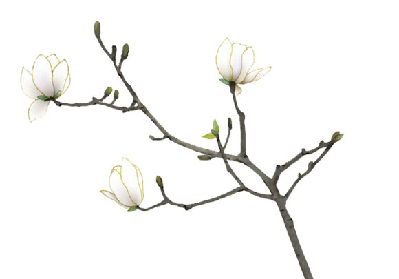 手绘梨花