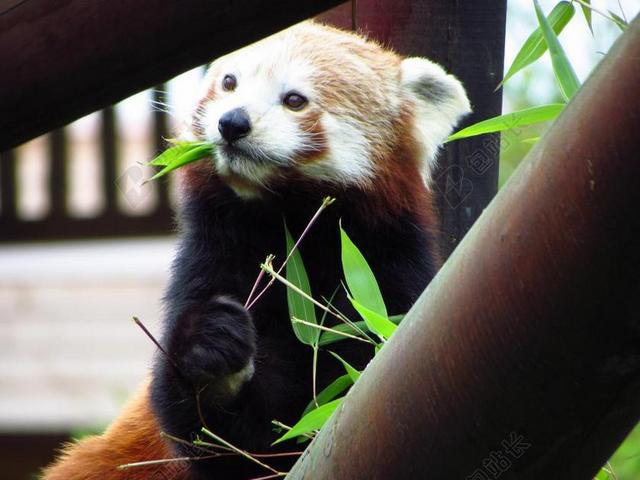 红色 熊猫 小熊猫 吃 坐 动物 野生动物 饿
