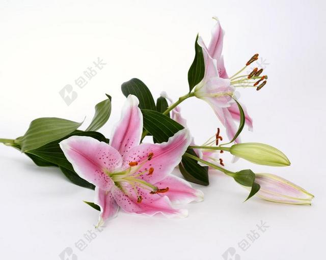 百合 开花 花 粉红色 白 绿色 关闭 蕊 邮票 粉色百合