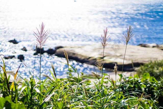 户外自然景观草本植物海水旅游度假背景图片