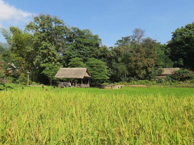老挝 卡姆小屋 PAILLOTTE 住房 稻田 乡村景观 高地