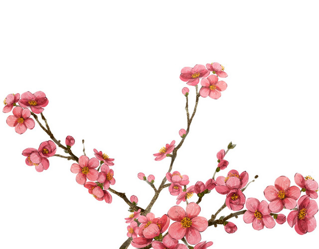 粉色梅花