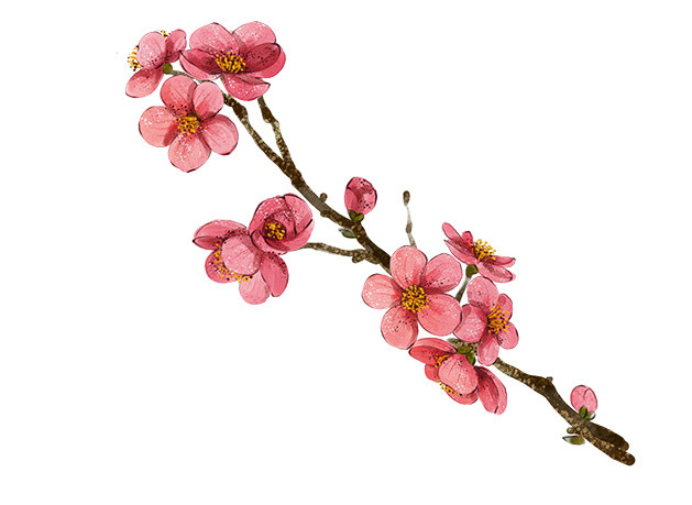 一枝寒梅