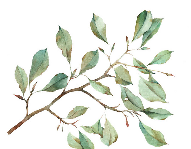 卡通手绘清新叶子植物素材