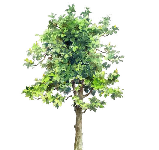 卡通手绘清新树木植物素材