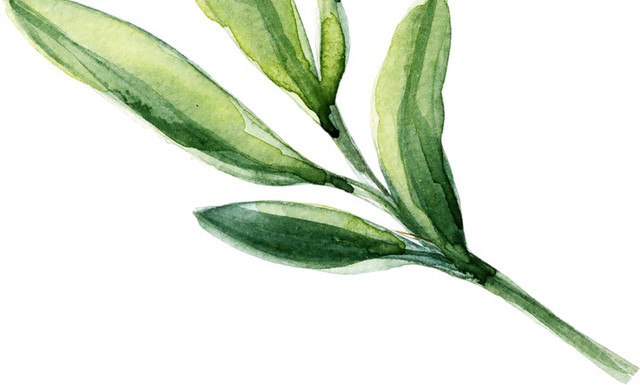 卡通手绘清新叶子植物素材