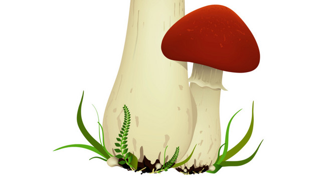 秋季蘑菇植物素材