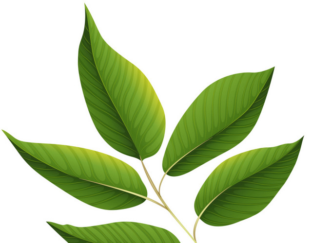 清新叶子植物素材