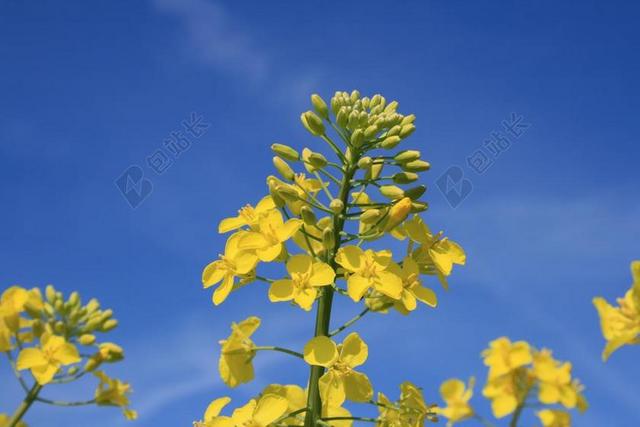 油菜 开花 黄色 油菜籽场 夏季 花 菜籽油 盛开
