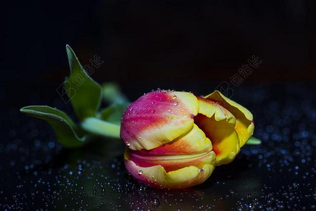 鲜花 郁金香 性质 花 花园 黄色 桌面壁纸