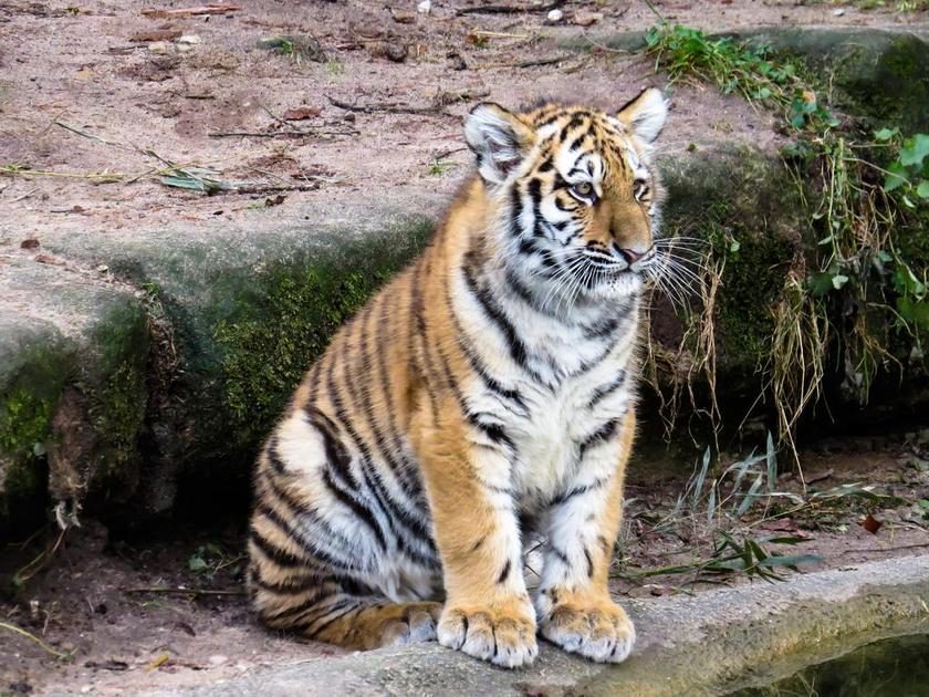 动物 虎 捕食 年轻的动物 年轻的老虎 猫 关闭 危险