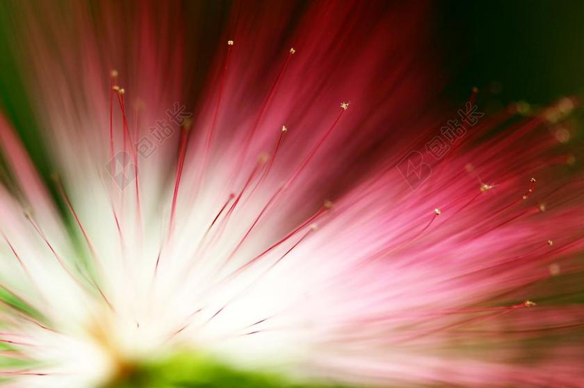 植物美丽的红色花团背景图片