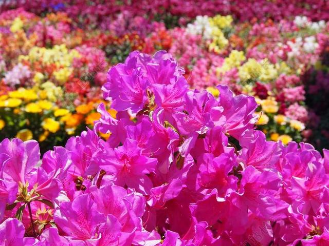 花店花卉园艺装饰设计背景图片