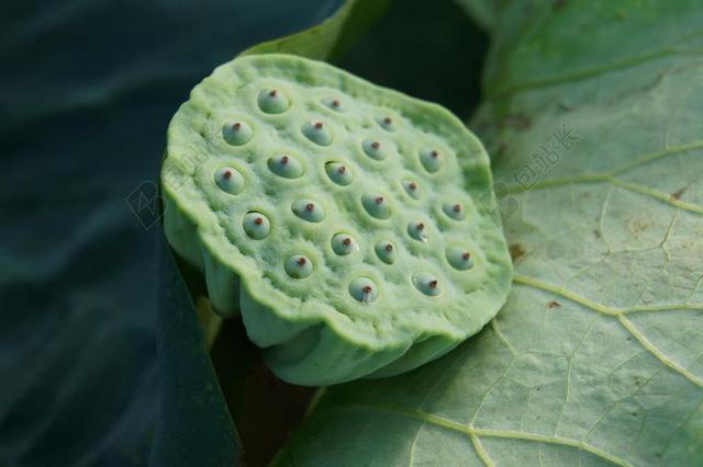 植物 绿色 莲藕
