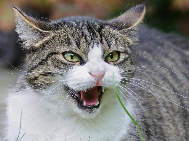 户外张嘴宠物猫背景图片