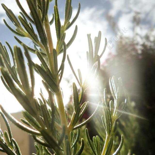 迷迭香 草本植物 中药 花园 自然 绿色 布什 植物 健康