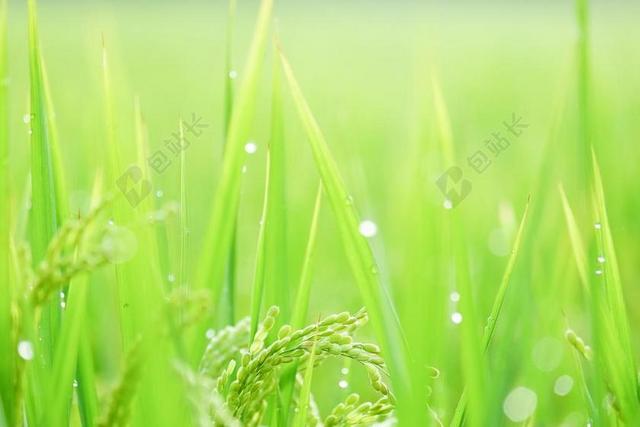 平行脈 稻子 水稻
