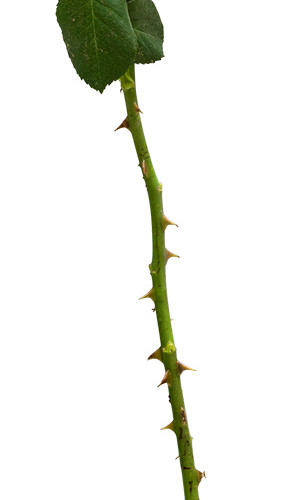 手绘玫瑰花朵水彩矢量元素
