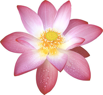 粉色莲花花朵素材