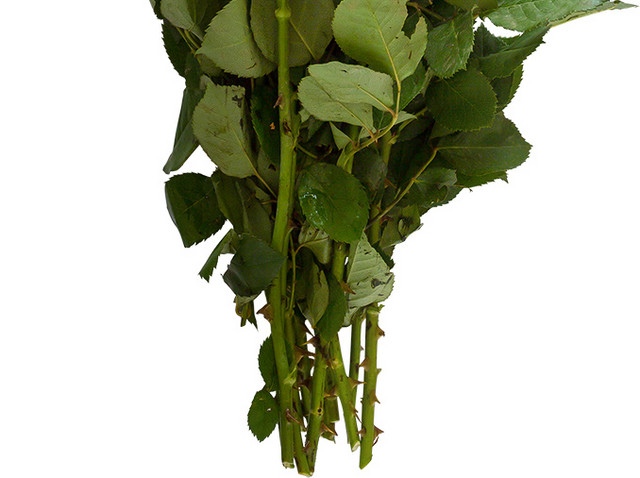 黄玫瑰花朵植物素材