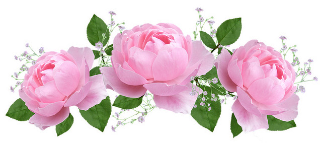 粉色花朵花瓣素材