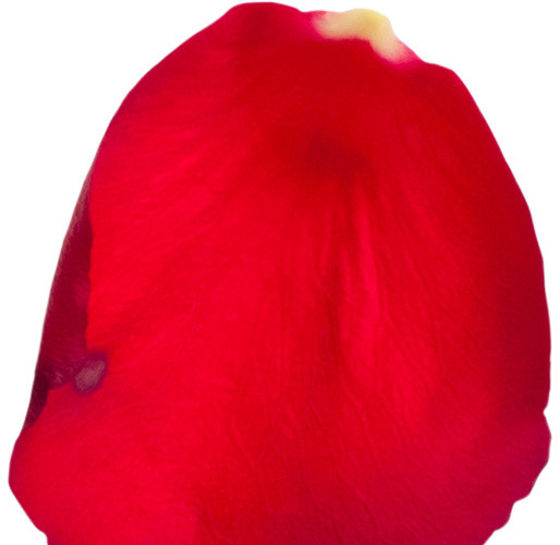 红色花瓣玫瑰素材