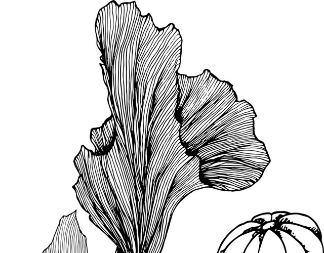 简约黑白镂空韩风插图花植物