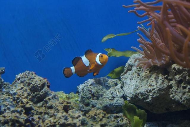 尼莫 水族馆 小丑鱼 鱼 珊瑚礁 水下 礁 海洋动物 游泳