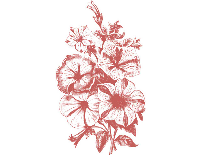 牵牛花花瓣花朵素材下载