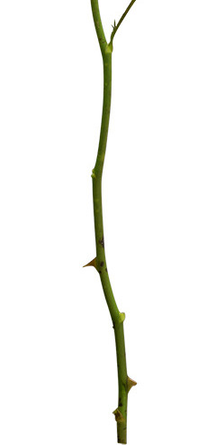 黄玫瑰花瓣花朵素材