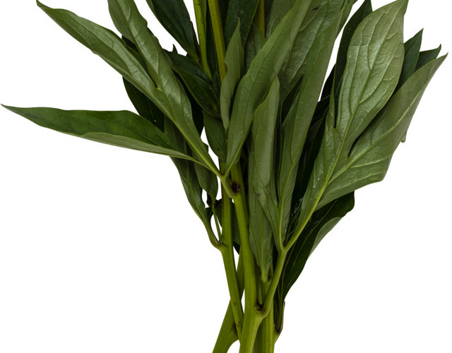 粉色花朵植物素材下载