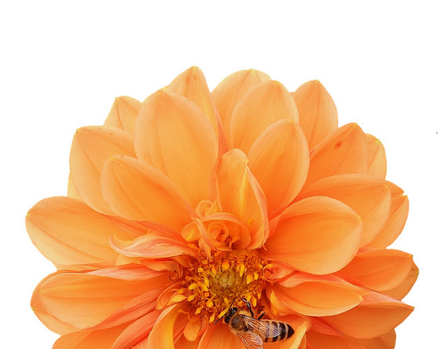 黄色花朵素材