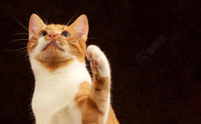 猫 背景图像 查看 顶部 甜 可爱 希望 爪 天鹅绒爪子