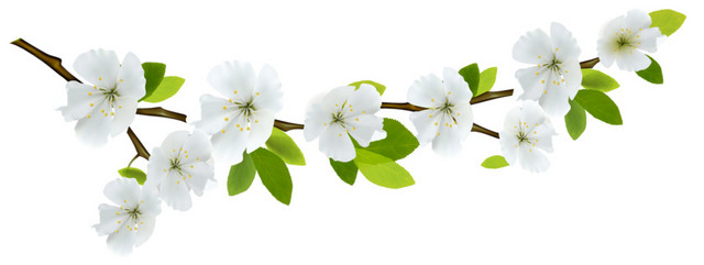 白色花瓣花朵素材