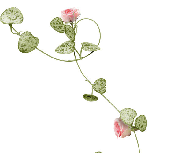 粉色花朵植物素材