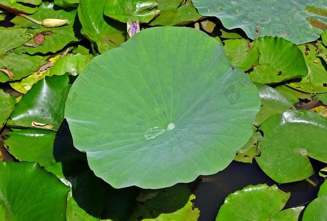 荷叶 一滴水 滴 绿色 叶 水 植物 花园 自然 热带